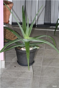 901a610c-IMG_8250 Aloa Vera.jpg